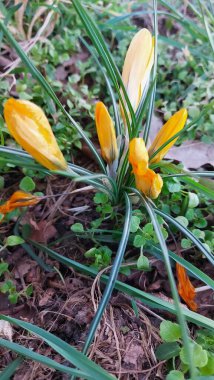 Crocus baharın habercisidir. Safran bir baharat bitkisidir. Çayırdaki renkli bahar çiçekleri. Arka planda yeşil çimenler var. Gün ışığı. Yakın plan fotoğraf. Parktan bir sahne. Bahçe dekorasyonu. Enfeksiyon ve tomurcuklar.