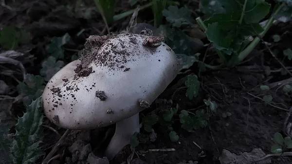 Mushrooms Field Forest Mushrooms Green Grass Background Hat Dirty Ground — Stockfoto