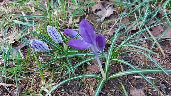 Crocus baharın habercisidir. Safran bir baharat bitkisidir. Çayırdaki renkli bahar çiçekleri. Arka planda yeşil çimenler var. Gün ışığı. Yakın plan fotoğraf. Parktan bir sahne. Bahçe dekorasyonu. Enfeksiyon ve tomurcuklar.