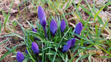 Crocus baharın habercisidir. Safran bir baharat bitkisidir. Çayırdaki renkli bahar çiçekleri. Arka planda yeşil çimenler var. Gün ışığı. Yakın plan fotoğraf. Parktan bir sahne. Bahçe dekorasyonu. Enfeksiyon ve tomurcuklar.
