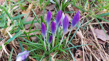 Crocus baharın habercisidir. Safran bir baharat bitkisidir. Çayırdaki renkli bahar çiçekleri. Arka planda yeşil çimenler var. Gün ışığı. Yakın plan fotoğraf. Parktan bir sahne. Bahçe dekorasyonu. Enfeksiyon ve tomurcuklar.