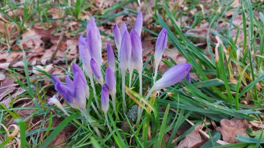 Crocus baharın habercisidir. Safran bir baharat bitkisidir. Çayırdaki renkli bahar çiçekleri. Arka planda yeşil çimenler var. Gün ışığı. Yakın plan fotoğraf. Parktan bir sahne. Bahçe dekorasyonu. Enfeksiyon ve tomurcuklar.