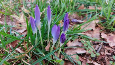 Crocus baharın habercisidir. Safran bir baharat bitkisidir. Çayırdaki renkli bahar çiçekleri. Arka planda yeşil çimenler var. Gün ışığı. Yakın plan fotoğraf. Parktan bir sahne. Bahçe dekorasyonu. Enfeksiyon ve tomurcuklar.