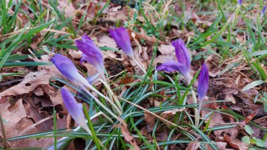 Crocus baharın habercisidir. Safran bir baharat bitkisidir. Çayırdaki renkli bahar çiçekleri. Arka planda yeşil çimenler var. Gün ışığı. Yakın plan fotoğraf. Parktan bir sahne. Bahçe dekorasyonu. Enfeksiyon ve tomurcuklar. 