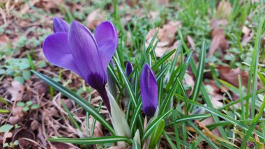 Crocus baharın habercisidir. Safran bir baharat bitkisidir. Çayırdaki renkli bahar çiçekleri. Arka planda yeşil çimenler var. Gün ışığı. Yakın plan fotoğraf. Parktan bir sahne. Bahçe dekorasyonu. Enfeksiyon ve tomurcuklar. 