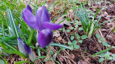 Crocus baharın habercisidir. Safran bir baharat bitkisidir. Çayırdaki renkli bahar çiçekleri. Arka planda yeşil çimenler var. Gün ışığı. Yakın plan fotoğraf. Parktan bir sahne. Bahçe dekorasyonu. Enfeksiyon ve tomurcuklar. 