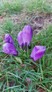Crocus baharın habercisidir. Safran bir baharat bitkisidir. Çayırdaki renkli bahar çiçekleri. Arka planda yeşil çimenler var. Gün ışığı. Yakın plan fotoğraf. Parktan bir sahne. Bahçe dekorasyonu. Enfeksiyon ve tomurcuklar. 