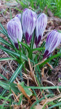 Crocus baharın habercisidir. Safran bir baharat bitkisidir. Çayırdaki renkli bahar çiçekleri. Arka planda yeşil çimenler var. Gün ışığı. Yakın plan fotoğraf. Parktan bir sahne. Bahçe dekorasyonu. Enfeksiyon ve tomurcuklar.