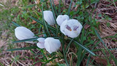 Crocus baharın habercisidir. Safran bir baharat bitkisidir. Çayırdaki renkli bahar çiçekleri. Arka planda yeşil çimenler var. Gün ışığı. Yakın plan fotoğraf. Parktan bir sahne. Bahçe dekorasyonu. Enfeksiyon ve tomurcuklar.