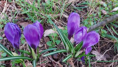 Crocus baharın habercisidir. Safran bir baharat bitkisidir. Çayırdaki renkli bahar çiçekleri. Arka planda yeşil çimenler var. Gün ışığı. Yakın plan fotoğraf. Parktan bir sahne. Bahçe dekorasyonu. Enfeksiyon ve tomurcuklar.