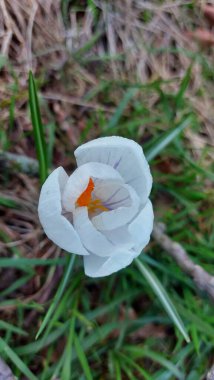 Crocus baharın habercisidir. Safran bir baharat bitkisidir. Çayırdaki renkli bahar çiçekleri. Arka planda yeşil çimenler var. Gün ışığı. Yakın plan fotoğraf. Parktan bir sahne. Bahçe dekorasyonu. Enfeksiyon ve tomurcuklar.
