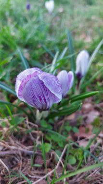 Crocus baharın habercisidir. Safran bir baharat bitkisidir. Çayırdaki renkli bahar çiçekleri. Arka planda yeşil çimenler var. Gün ışığı. Yakın plan fotoğraf. Parktan bir sahne. Bahçe dekorasyonu. Enfeksiyon ve tomurcuklar.