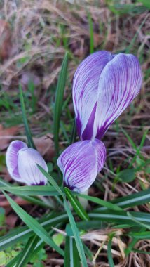 Crocus baharın habercisidir. Safran bir baharat bitkisidir. Çayırdaki renkli bahar çiçekleri. Arka planda yeşil çimenler var. Gün ışığı. Yakın plan fotoğraf. Parktan bir sahne. Bahçe dekorasyonu. Enfeksiyon ve tomurcuklar.