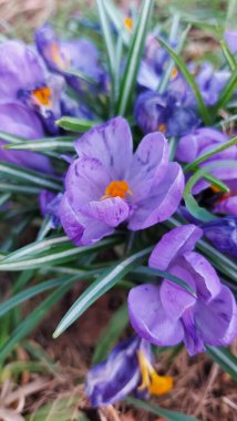 Crocus baharın habercisidir. Safran bir baharat bitkisidir. Çayırdaki renkli bahar çiçekleri. Arka planda yeşil çimenler var. Gün ışığı. Yakın plan fotoğraf. Parktan bir sahne. Bahçe dekorasyonu. Enfeksiyon ve tomurcuklar.