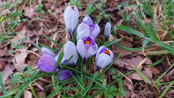 Crocus Herald Spring Saffron Spice Plant Colourful Spring Flowers Meadow — Stockfoto