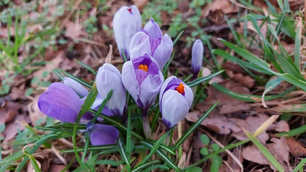 Crocus baharın habercisidir. Safran bir baharat bitkisidir. Çayırdaki renkli bahar çiçekleri. Arka planda yeşil çimenler var. Gün ışığı. Yakın plan fotoğraf. Parktan bir sahne. Bahçe dekorasyonu. Enfeksiyon ve tomurcuklar. 