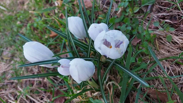 Crocus baharın habercisidir. Safran bir baharat bitkisidir. Çayırdaki renkli bahar çiçekleri. Arka planda yeşil çimenler var. Gün ışığı. Yakın plan fotoğraf. Parktan bir sahne. Bahçe dekorasyonu. Enfeksiyon ve tomurcuklar.