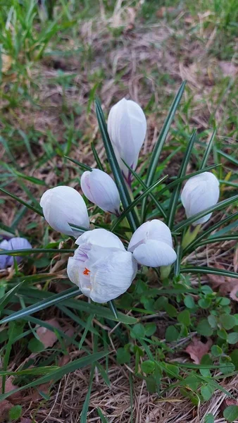 Crocus Herald Spring Saffron Spice Plant Colourful Spring Flowers Meadow — Stockfoto