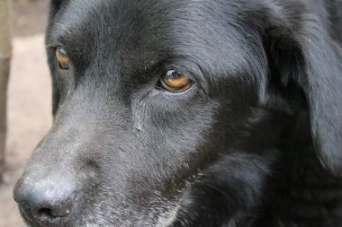 Siyah Labrador Retriever 'ın fotoğrafı. Eski Labrador yakın planda. Siyah köpek yüzü, profil, gözler, kulaklar, burun. Bahçedeki evcil hayvan portresi. Gündüz fotoğrafçılık. İnsanların en iyi arkadaşı. Siyah, yumuşak saçlar güneşte parlar.