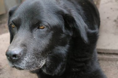 Siyah Labrador Retriever 'ın fotoğrafı. Eski Labrador yakın planda. Siyah köpek yüzü, profil, gözler, kulaklar, burun. Bahçedeki evcil hayvan portresi. Gündüz fotoğrafçılık. İnsanların en iyi arkadaşı. Siyah, yumuşak saçlar güneşte parlar.