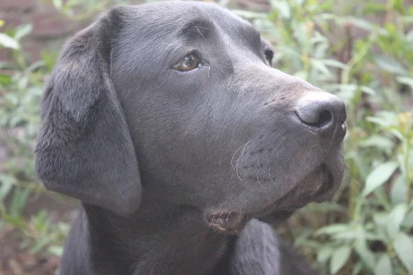 Bruine Labrador Retriever Dog Face Close Labrador Puppy Huisdieren Tuin — Stockfoto