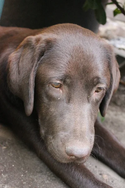 Brown Labrador Retriever Dog Face Close Labrador Puppy Pets Garden — Stock Photo, Image