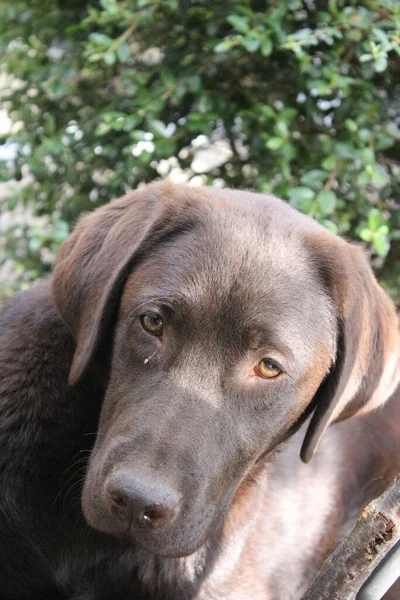 Brązowy Labrador Retriever Psia Twarz Zbliżeniu Szczeniaczek Labrador Zwierzęta Ogrodzie — Zdjęcie stockowe