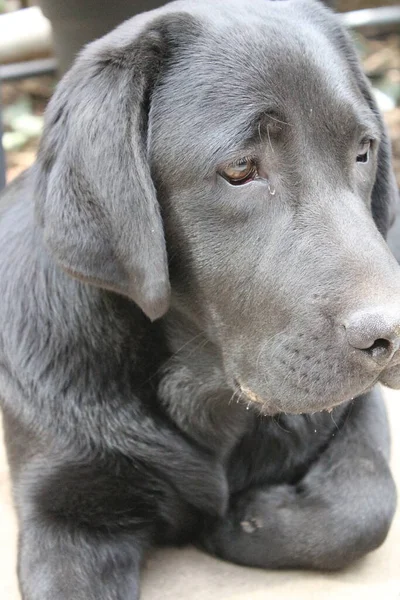 黒いラブラドール レトリバーの写真 古いラブラドールのクローズアップ 黒い犬の顔プロフィール目耳鼻 庭のペットの肖像画 昼間の写真 人々の親友 柔らかい髪は太陽の下で輝きます — ストック写真