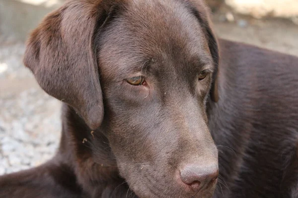 Brown Labrador Retriever Faccia Cane Primo Piano Cucciolo Del Labrador — Foto Stock