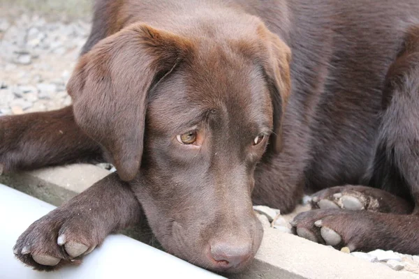 ブラウン ラブラドール レトリバー 犬の顔をクローズアップ ラブラドール子犬 庭のペット 動物のための自然環境 純血ラブラドール — ストック写真
