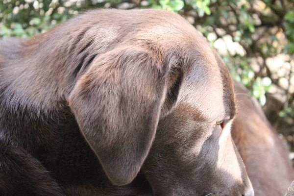 Barna Labrador Retriever Kutyaarc Közelről Labrador Kiskutya Háziállatok Kertben Állatok — Stock Fotó