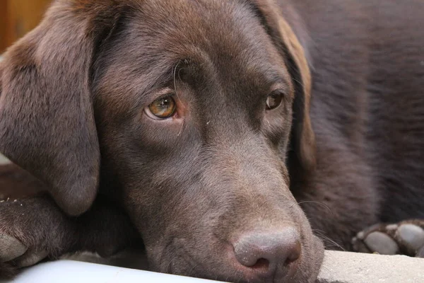 ブラウン ラブラドール レトリバー 犬の顔をクローズアップ ラブラドール子犬 庭のペット 動物のための自然環境 純血ラブラドール — ストック写真