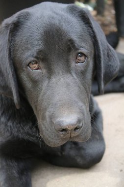 Siyah Labrador Retriever 'ın fotoğrafı. Labrador köpek yavrusu yakın plan. Siyah köpek yüzü, gözler, kulaklar, burun, pençeler. Bahçedeki evcil hayvan. Gündüz fotoğrafçılık. İnsanların en iyi arkadaşı. Siyah, yumuşak saçlar güneşte parlar.