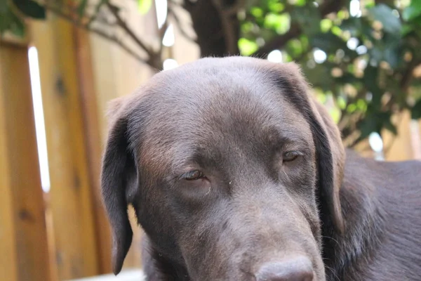 Barna Labrador Retriever Kutyaarcú Közelkép Labrador Kiskutya Háziállatok Kertben Állatok — Stock Fotó