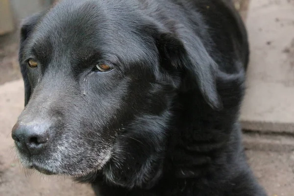 Foto Eines Schwarzen Labrador Retrievers Alter Labrador Großaufnahme Schwarzes Hundegesicht — Stockfoto