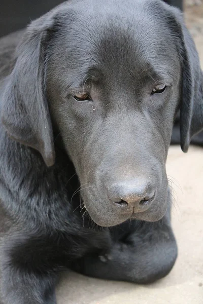 黒いラブラドール レトリバーの写真 近くにラブラドール子犬 黒い犬の顔目耳鼻足 庭のペット 昼間の写真 人々の親友 柔らかい髪は太陽の下で輝きます — ストック写真