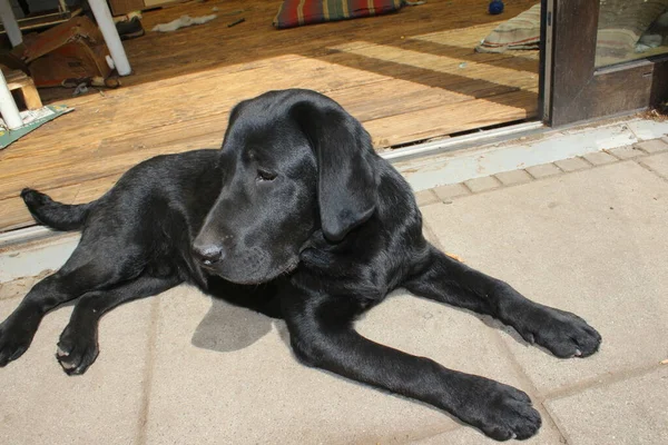 Foto Eines Schwarzen Labrador Retrievers Labrador Welpe Großaufnahme Schwarzes Hundegesicht — Stockfoto