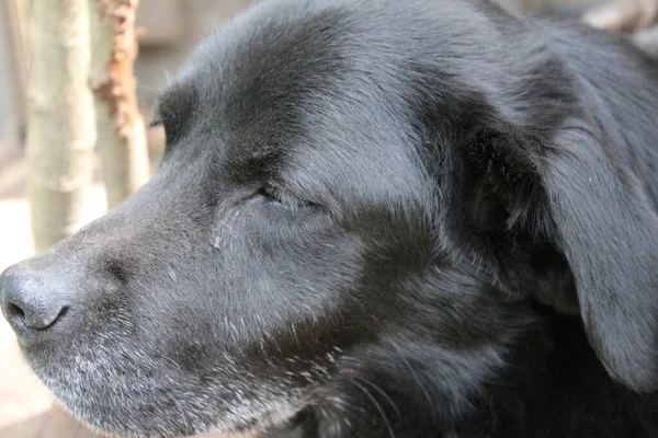 黒いラブラドール レトリバーの写真 古いラブラドールのクローズアップ 黒い犬の顔プロフィール目耳鼻 庭のペットの肖像画 昼間の写真 人々の親友 柔らかい髪は太陽の下で輝きます — ストック写真