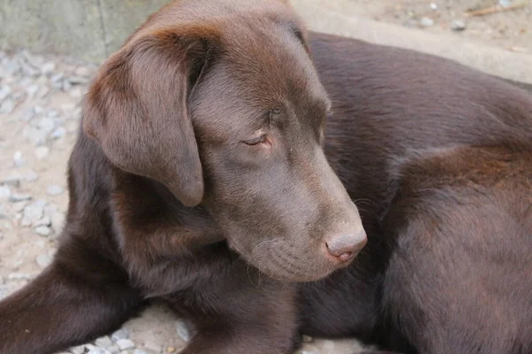 Brązowy Labrador Retriever Zbliżenie Twarz Psa Szczeniaczek Labrador Zwierzęta Ogrodzie — Zdjęcie stockowe