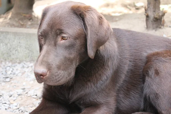 Barna Labrador Retriever Kutyaarcú Közelkép Labrador Kiskutya Háziállatok Kertben Állatok — Stock Fotó