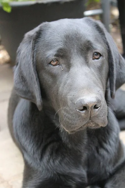 黒いラブラドール レトリバーの写真 近くにラブラドール子犬 黒い犬の顔目耳鼻足 庭のペット 昼間の写真 人々の親友 柔らかい髪は太陽の下で輝きます — ストック写真