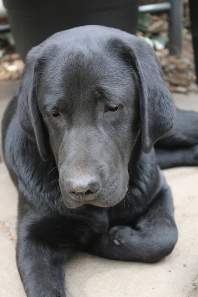 黒いラブラドール レトリバーの写真 近くにラブラドール子犬 黒い犬の顔目耳鼻足 庭のペット 昼間の写真 人々の親友 柔らかい髪は太陽の下で輝きます — ストック写真