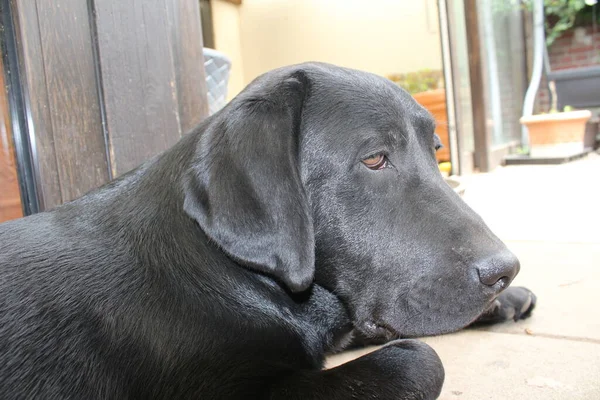 黒いラブラドール レトリバーの写真 近くにラブラドール子犬 黒い犬の顔目耳鼻足 庭のペット 昼間の写真 人々の親友 柔らかい髪は太陽の下で輝きます — ストック写真