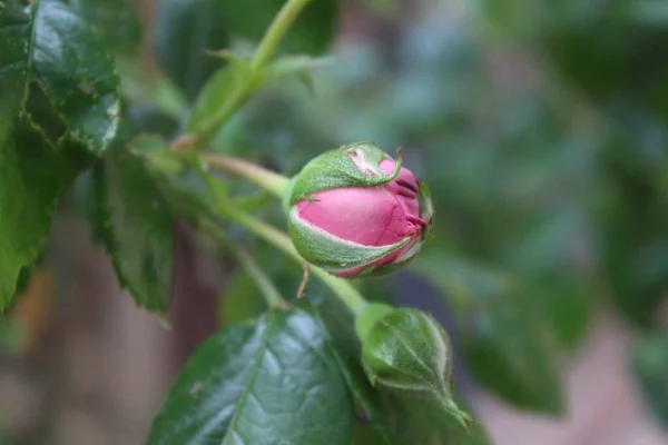 Boccioli Rosa Sono Circondati Foglie Verdi Ambiente Naturale Sullo Sfondo — Foto Stock