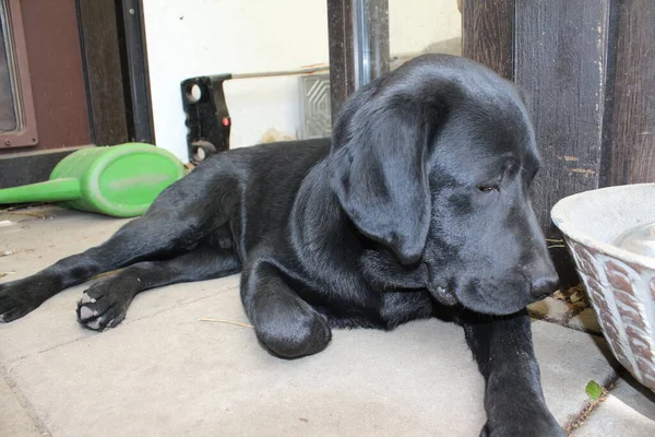 Photograph of a black Labrador Retriever. Labrador puppy in close-up. Black dog face, eyes, ears, nose, paws. Pet in the garden. Photography in daylight. People\'s best friend. Black, soft hair shines in the sun.