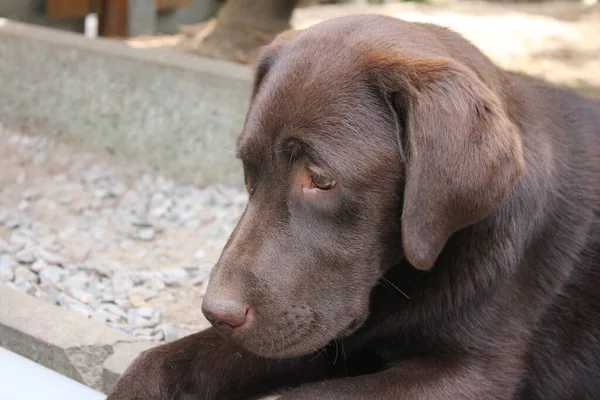 ブラウン ラブラドールだ 犬の顔をクローズアップ ラブラドール子犬 庭のペット 動物のための自然環境 純血ラブラドール 血統だ 犬ぞりのプロファイル 男の親友 — ストック写真