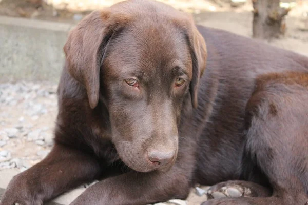 Bruine Labrador Retriever Hondengezicht Van Dichtbij Labrador Puppy Huisdieren Tuin — Stockfoto