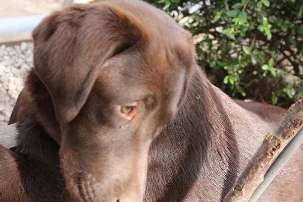 Brown Labrador retriever. Dog face close-up. Labrador puppy. Pets in the garden. The natural environment for animals. Pure-Bred Labrador. Pedigree. Sleepy Dog Profile. Man\'s best friend.