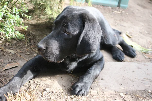 Photograph of a black Labrador Retriever. Labrador puppy in close-up. Black dog face, eyes, ears, nose, paws. Pet in the garden. Photography in daylight. People\'s best friend. Black, soft hair shines in the sun.