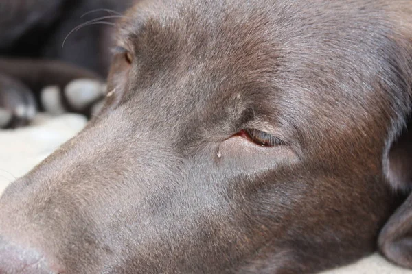 Brown Labrador retriever. Dog face close-up. Labrador puppy. Pets in the garden. The natural environment for animals. Pure-Bred Labrador. Pedigree. Sleepy Dog Profile. Man\'s best friend.